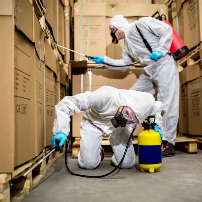 Pest Control Services Meerut | +91 93157 22253
